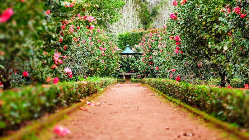 Formal garden with flowering hedges